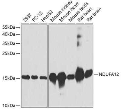 Western Blot: NDUFA12 AntibodyBSA Free [NBP2-94042]